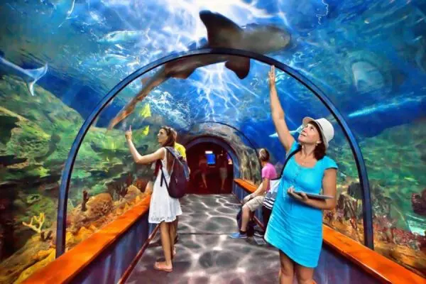 Tenerife Day Trips - Loro Parque Day Trip Package
