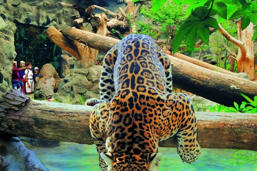 Jaguar • Loro Parque