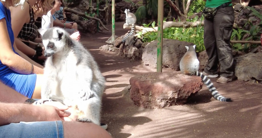 Oasis Park Lemur Experience