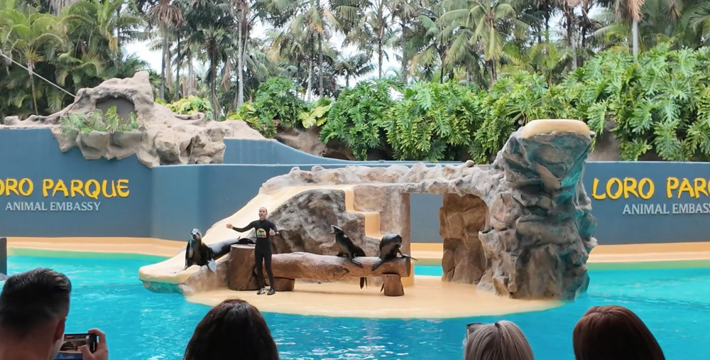 Sea Lions at Loro Parque