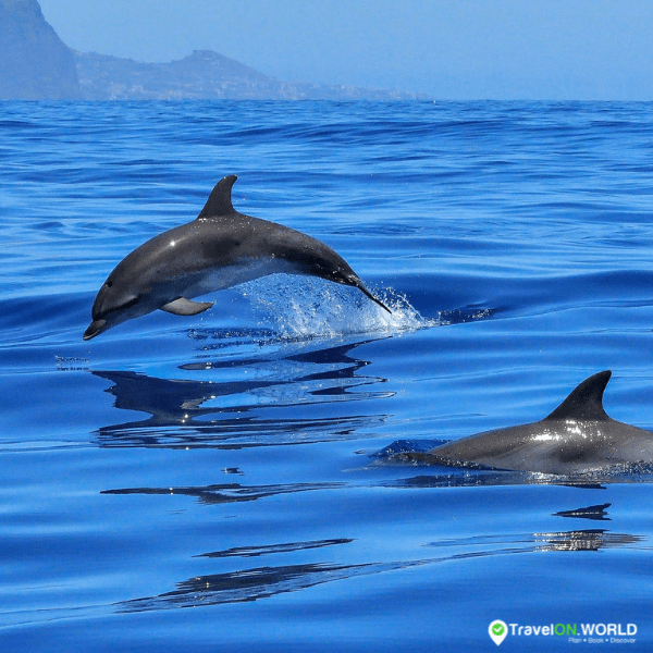 Dolphin spotting in Gran Canaria
