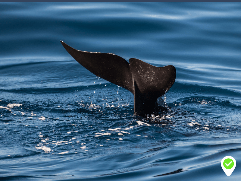 How to Book a Whale Spotting Tour