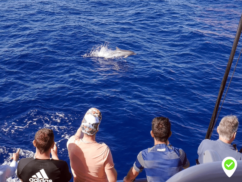 2 hours whale watching Tenerife