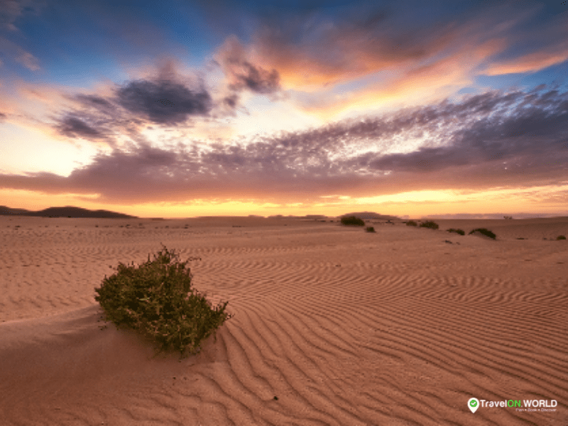 Discover Oasis Park Fuerteventura