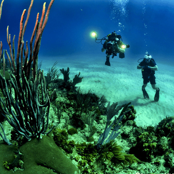 Check out the Scuba Diving at Los Gigantes and Los Cristianos