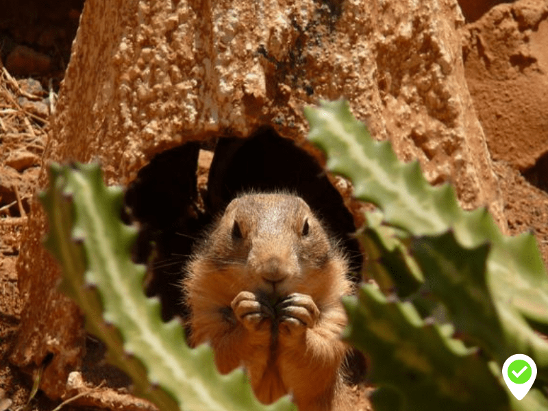 Tuesday: Rancho Texas Lanzarote