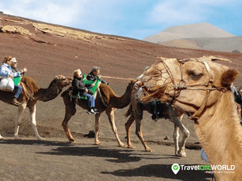 The Famous Camel Ride in Lanzarote