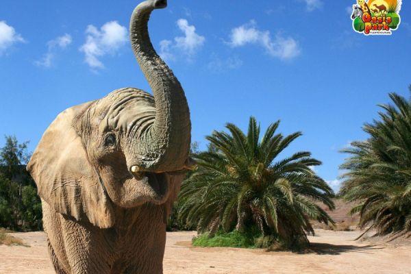 Things To Do In Fuerteventura - Oasis Wildlife Park Fuerteventura