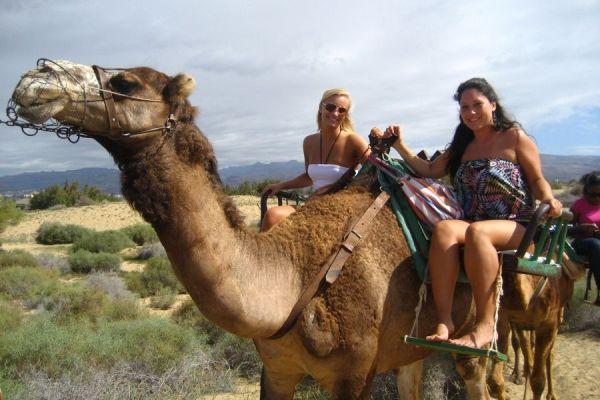 Camel Park Tenerife Excursion 20 Mins