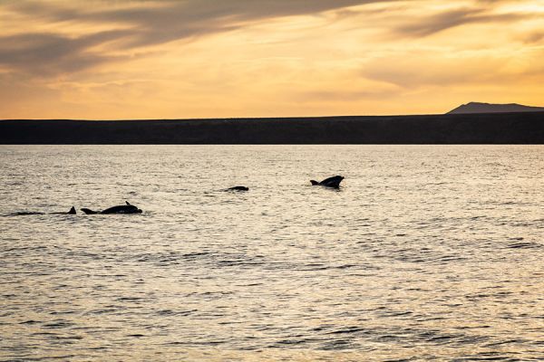 Dolphin Watching Lanzarote at Sunset