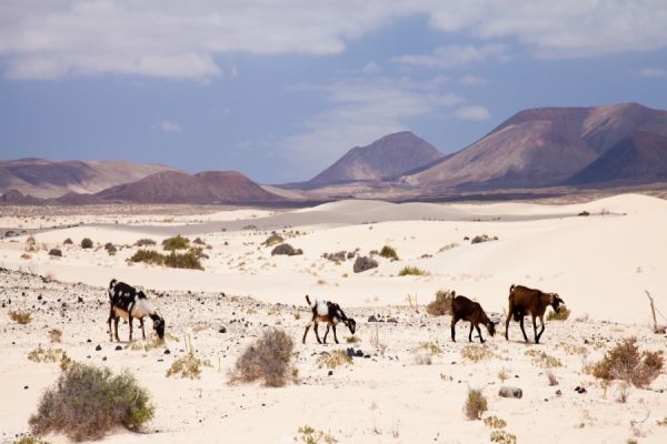 Fuerteventura Tour From The South