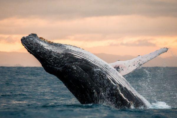 Best Whale and Dolphin Watching Tenerife Spots