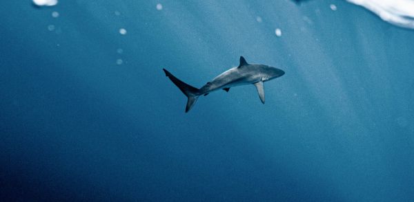 Fox Shark spotted by divers in the waters around Playa Chica, Puerto del Carmen