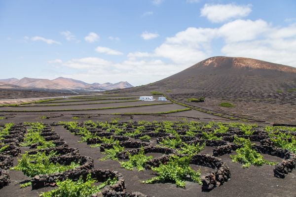 Lanzarote Grape 2023 Harvest exceeds expectation