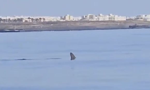 Hammerhead shark spotted in the waters of Arrecife