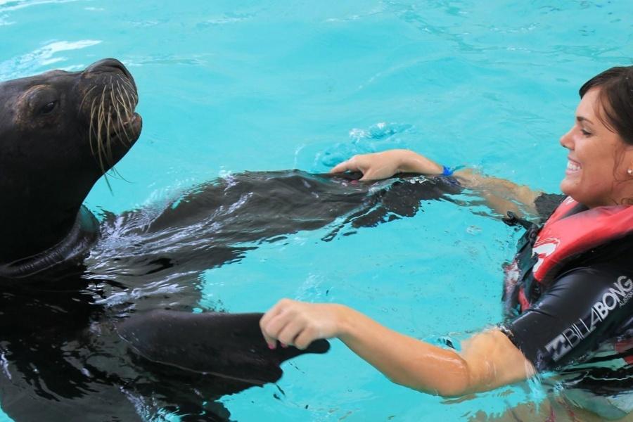 oasis-park-swim-with-sealions_2_l