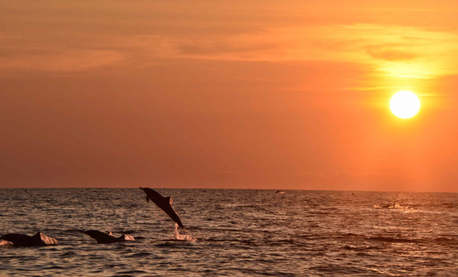 dolphin-sunset-cruise-lanzarote_l