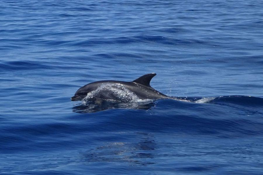dolphin-spotting-1