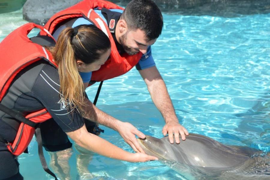 interact-with-dolphins-lanzarote_4