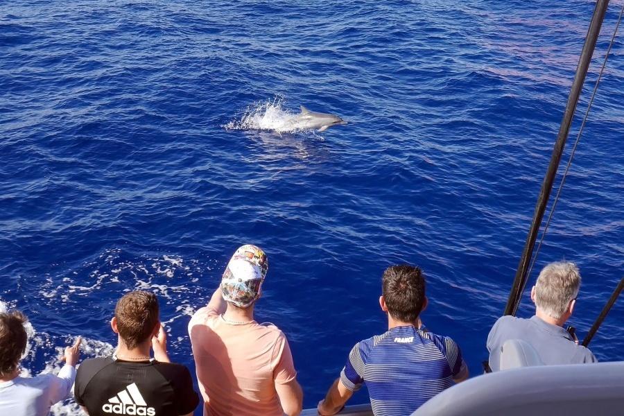afternoon-dolphin-spotting-gran-canaria_4_l