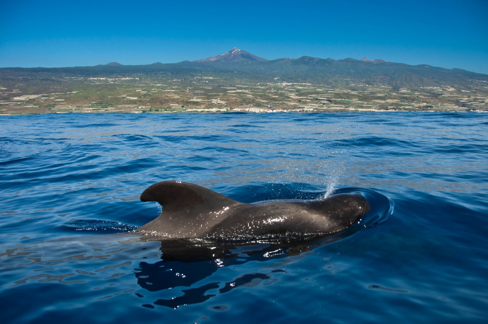 Dolphin Spotting Boat Trips Tenerife 