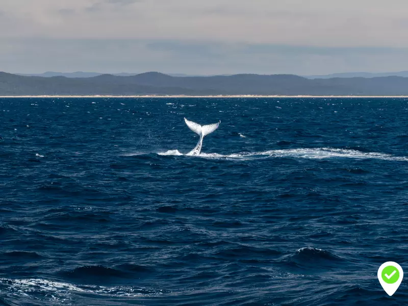 3 hours whale watching Tenerife and fun