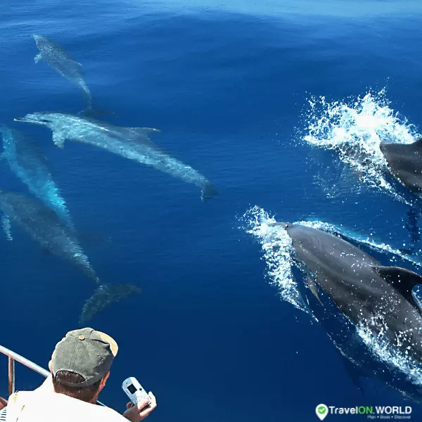 Whale Watching in the Mediterranean