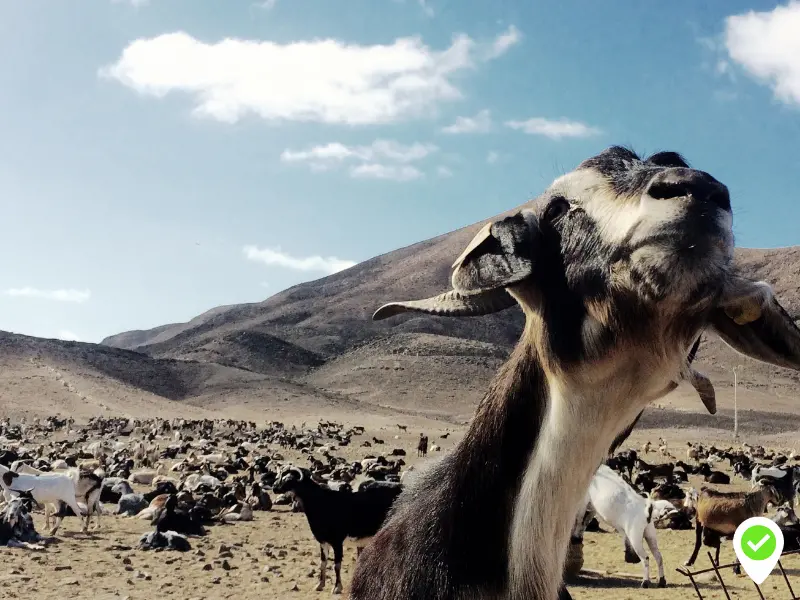 The Lanzarote Volcanoes Tour Stops