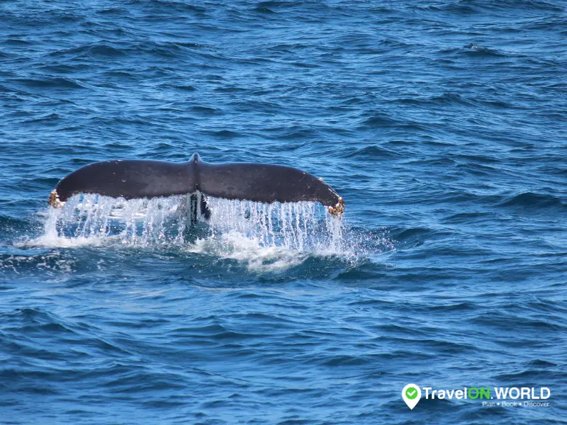 Go Tenerife Whale Watching