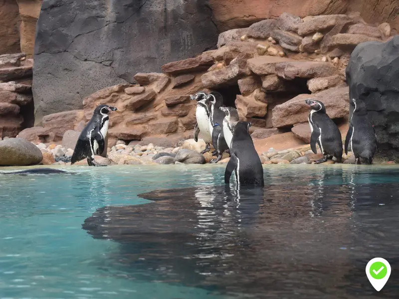 Humboldt penguins are here to stay Rancho Park Lanzarote