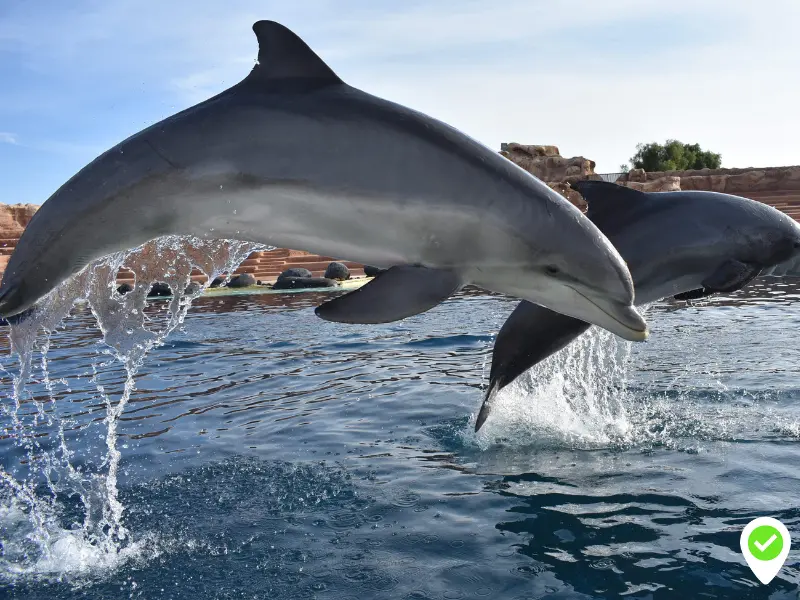 Get a virtual educational experience in Lanzarote Rancho Texas Park