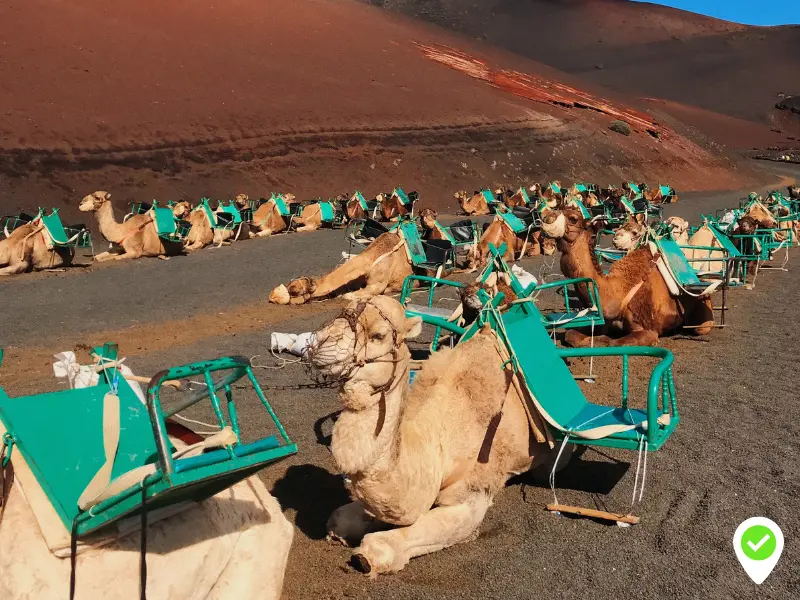 Discover Timanfaya National Park