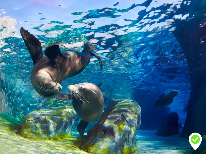 Watch the Sea Lion Show