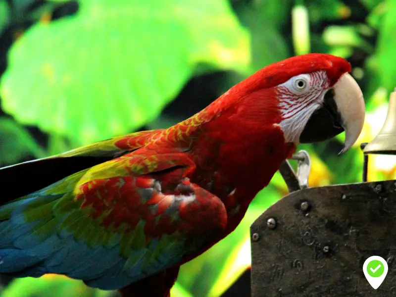 Tenerife Loro Park feature: Katandra Treetops