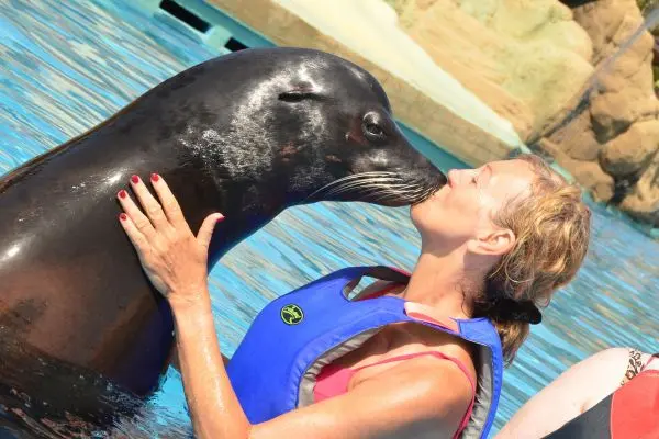 Rancho Texas Swim With Sea Lions