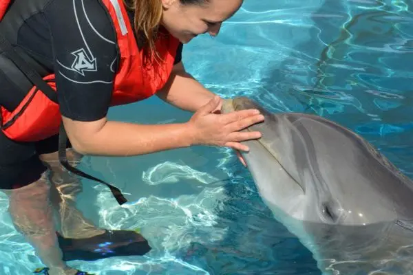 Interact With Dolphins Lanzarote