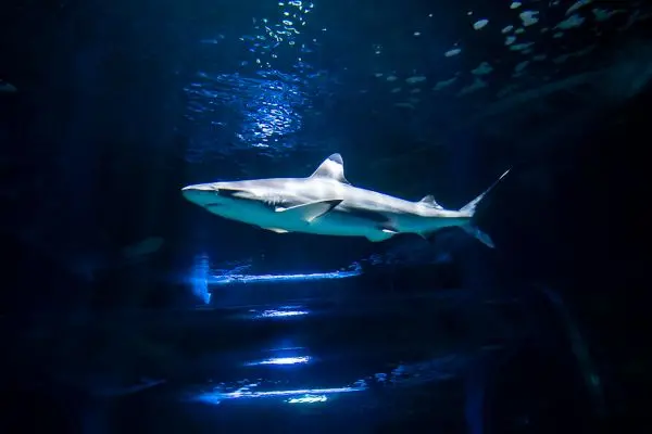 Aquarium in Lanzarote