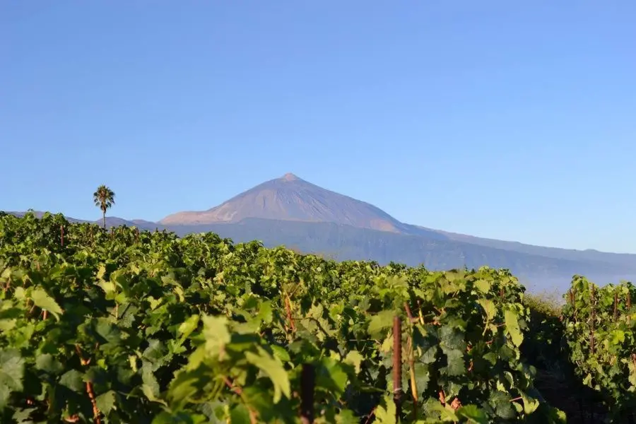 wine-tour-tenerife_l