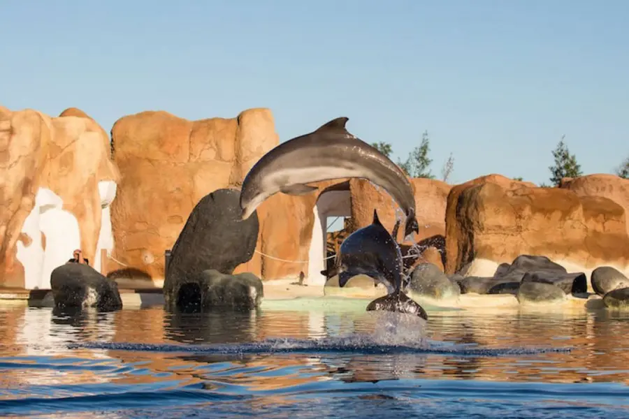 interact-with-dolphins-lanzarote_2