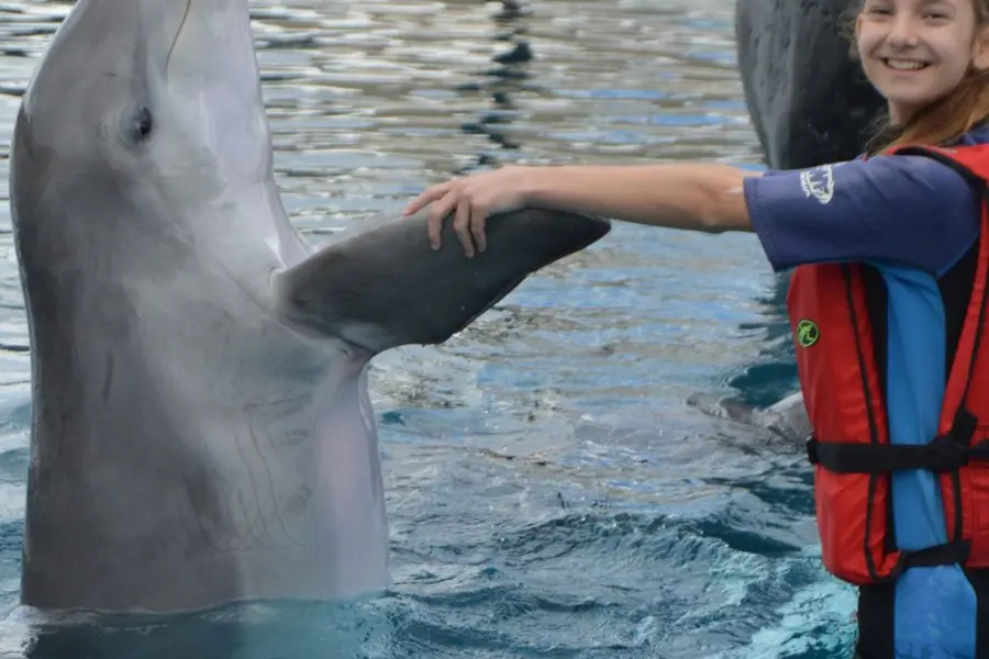 interact-with-dolphins-lanzarote_3