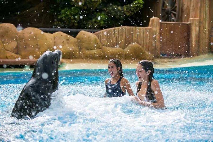 rancho-texas-swim-with-sea-lions_4