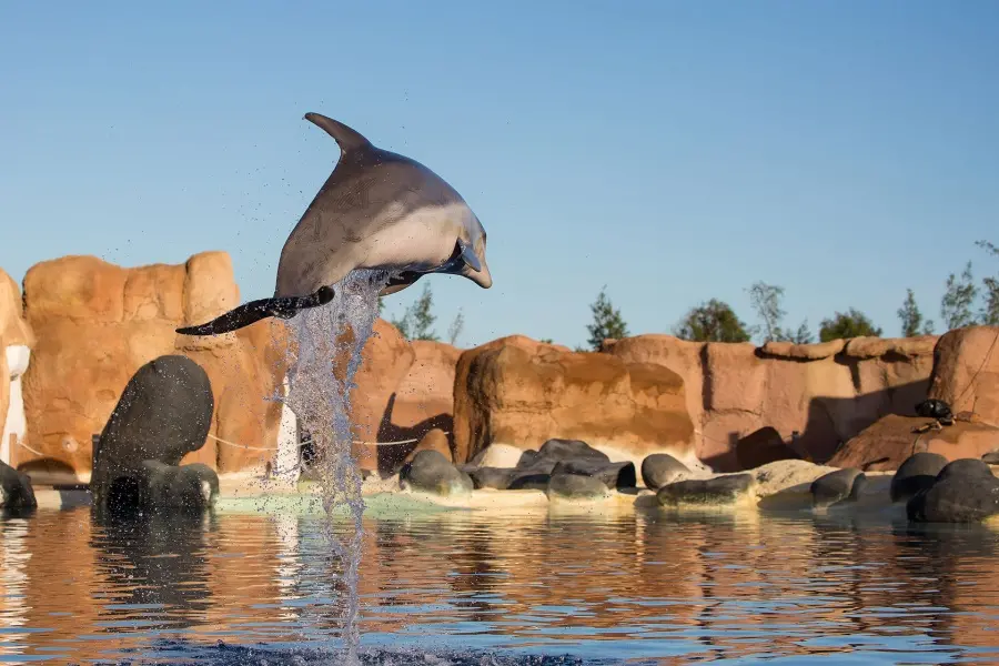 interact-with-dolphins-lanzarote_5