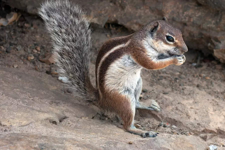 chipmonk