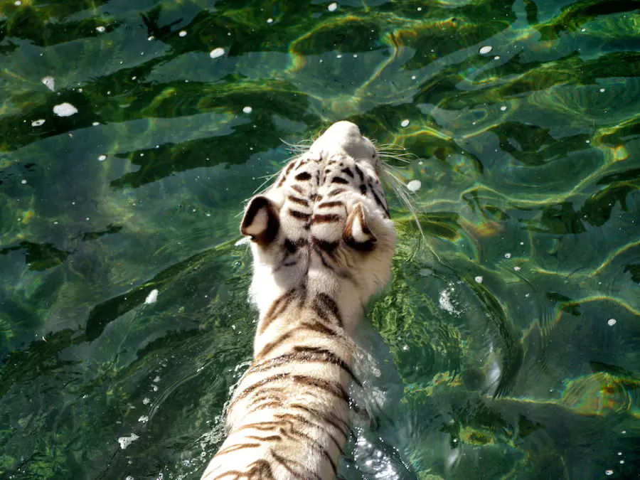 Lanzarote Zoo White Tiger