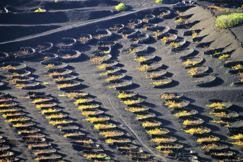 Lanzarote Vineyards