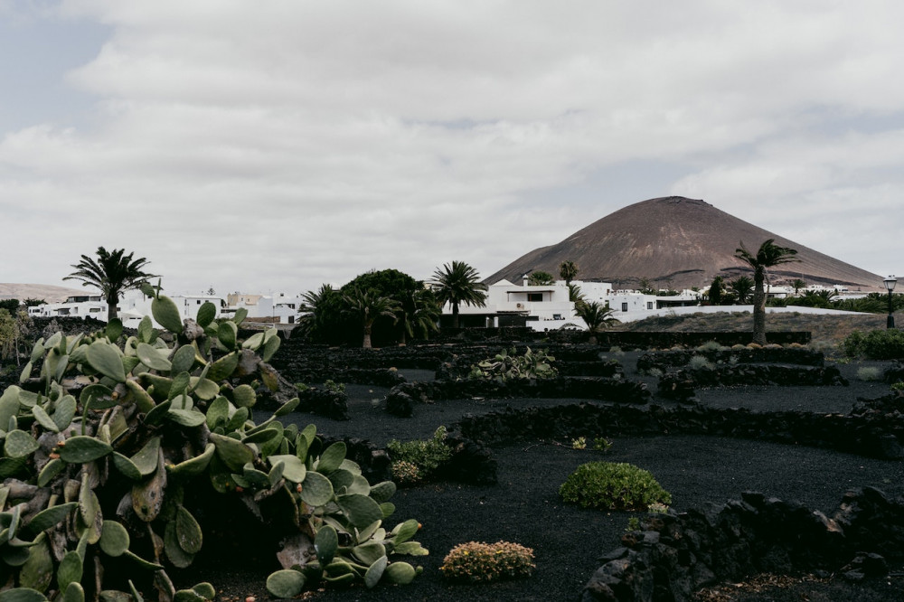 Vinyards of Lanzarote