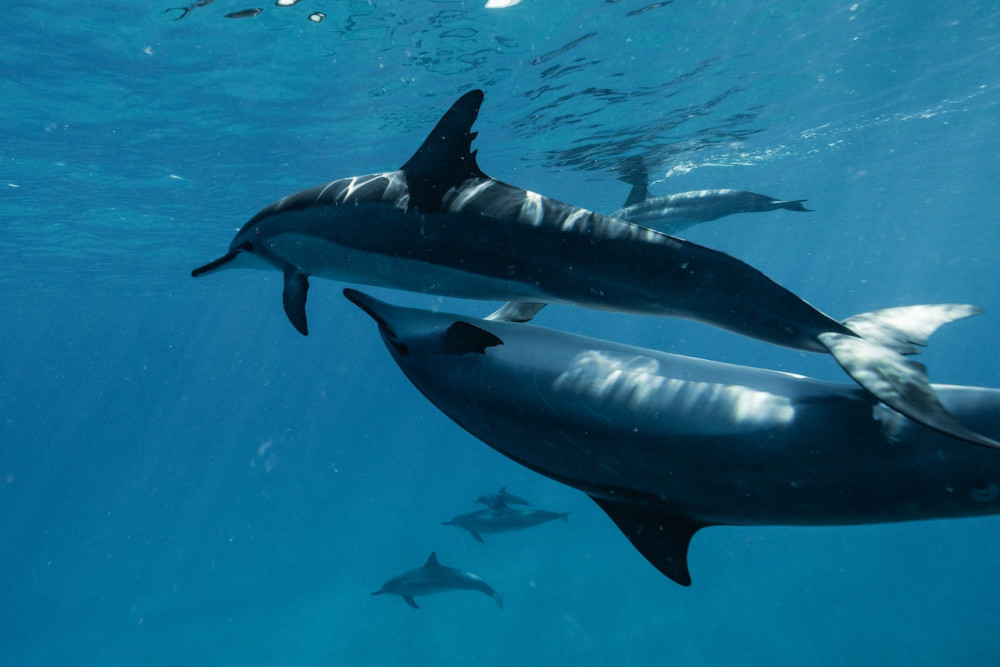 Best places to visit in Gran Canaria.  Dolphin and Whale Watching