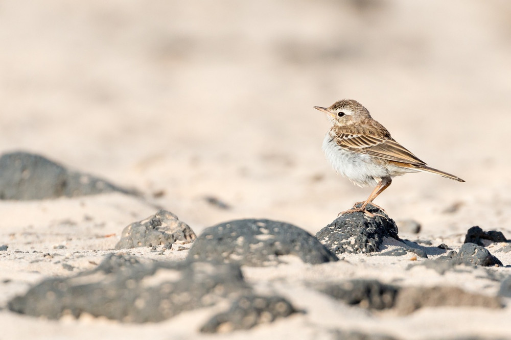 Fuerteventura Pipit Bird Watching