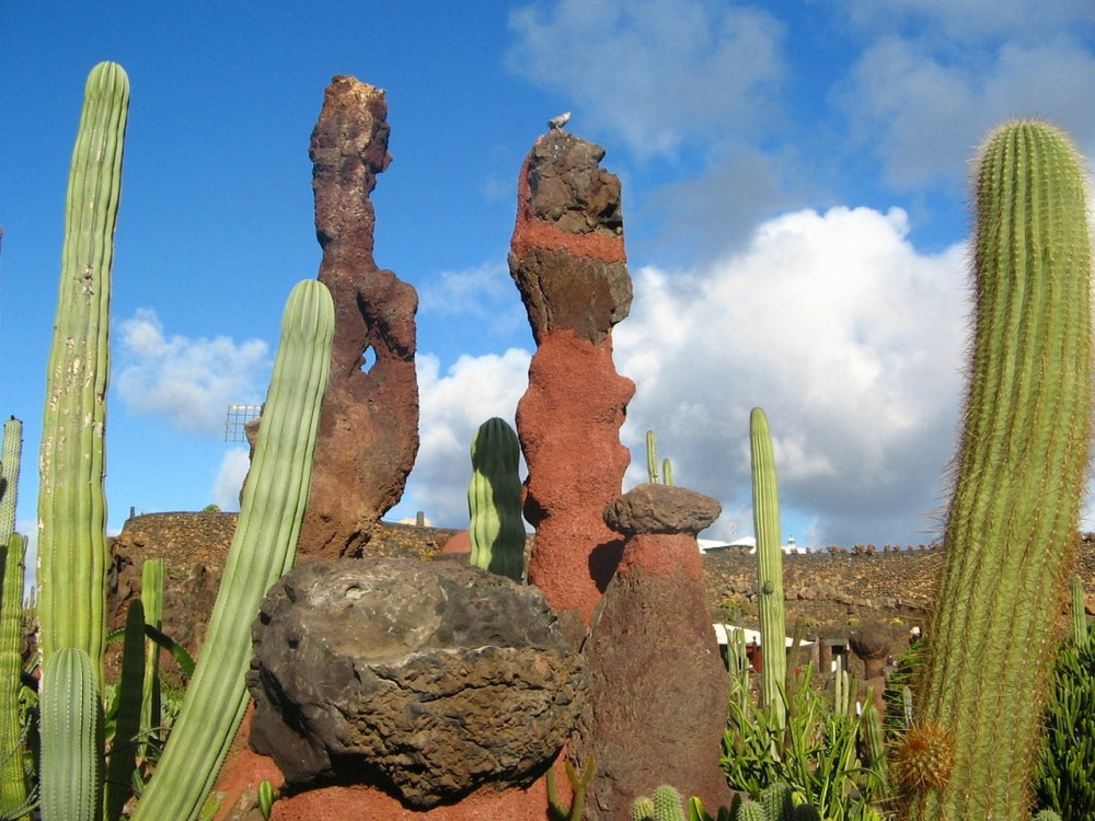 Things to do in Lanzarote for Seniors.  The Cactus Gardens