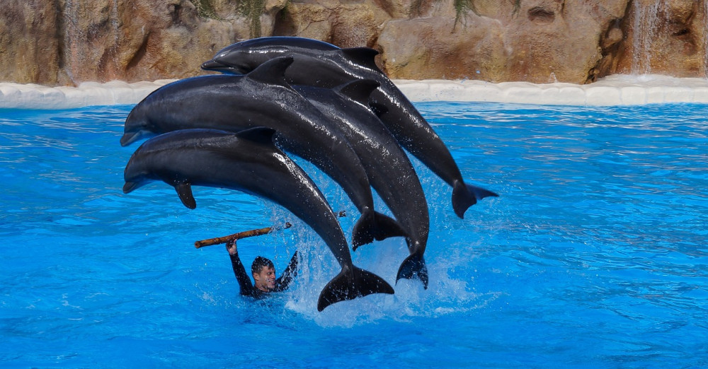 Things to do in Tenerife.  Loro Parque